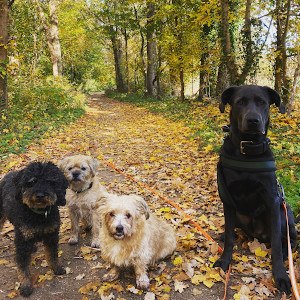 Socialwalks
